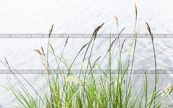 Green coastal grass and bright still water. Natural photo background. Стоковое фото, фотограф EugeneSergeev / Фотобанк Лори