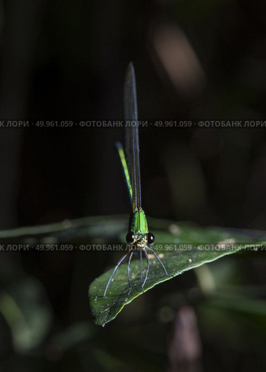 green dragonfly in tropical forest. Стоковое фото, агентство Ingram Publishing / Фотобанк Лори