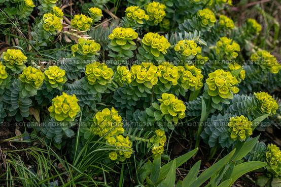 Green flowers of Myrtle Euphorbia myrsinites. Стоковое фото, фотограф Ольга Сейфутдинова / Фотобанк Лори