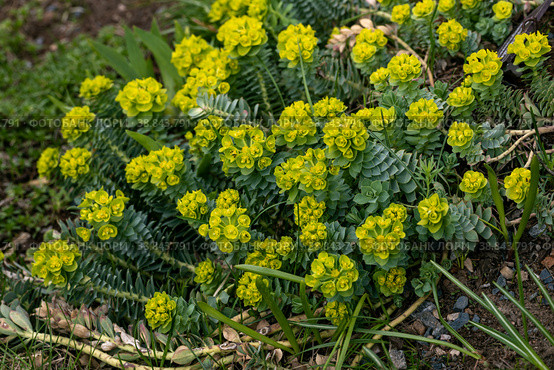 Green flowers of Myrtle Euphorbia myrsinites. The myrtle spurge, blue spurge or broad leaved glaucous spurge. Стоковое фото, фотограф Ольга Сейфутдинова / Фотобанк Лори