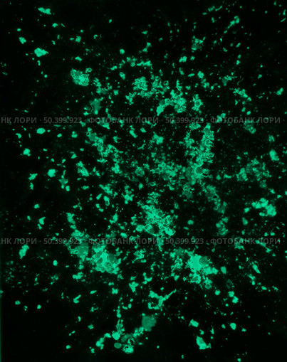 green holi color powder splatter black background. Стоковое фото, агентство Ingram Publishing / Фотобанк Лори