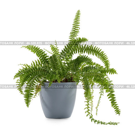 Green houseplant on white background. Стоковое фото, фотограф Pixel_shot / Фотобанк Лори