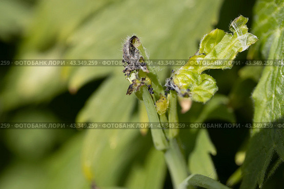 Green leafworm caterpillar on a delphinium plant. Стоковое фото, фотограф Ольга Сейфутдинова / Фотобанк Лори