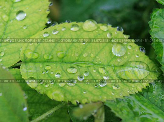 Green leaves in raindrops. Стоковое фото, фотограф Юрий Бизгаймер / Фотобанк Лори