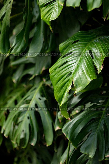 Green monstera flower grows in a greenhouse, green leaves background, nature concept, copy space. Стоковое фото, фотограф Ирина Михайличенко / Фотобанк Лори