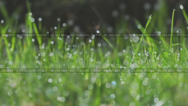 Green nature background with water dew drops on grass. Стоковое видео, видеограф Михаил Коханчиков / Фотобанк Лори