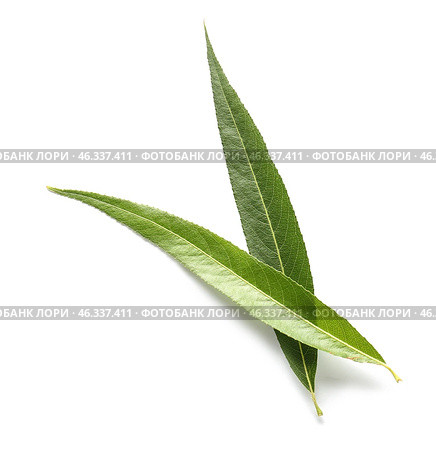 Green osier leaves on white background. Стоковое фото, фотограф Pixel_shot / Фотобанк Лори