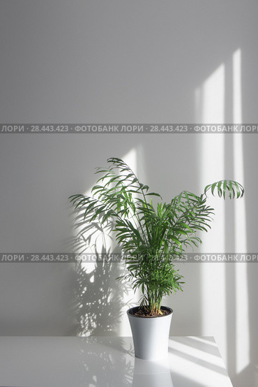 Green plant Areca in a flowerpot on a table against a white wall background. Стоковое фото, фотограф Ярослав Данильченко / Фотобанк Лори