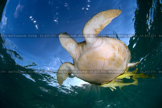 Green sea turtle (Chelonia mydas) in Akumal bay, Mexico. VW Pics/Stocktrek Images/TASS. Стоковое фото, агентство ТАСС / Фотобанк Лори