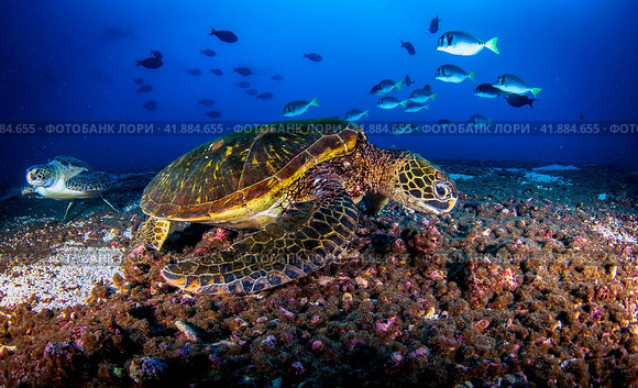 Green sea turtle (Chelonia mydas) swimming in tropical underwaters. Стоковое фото, фотограф Aleksandr Golubev / Фотобанк Лори