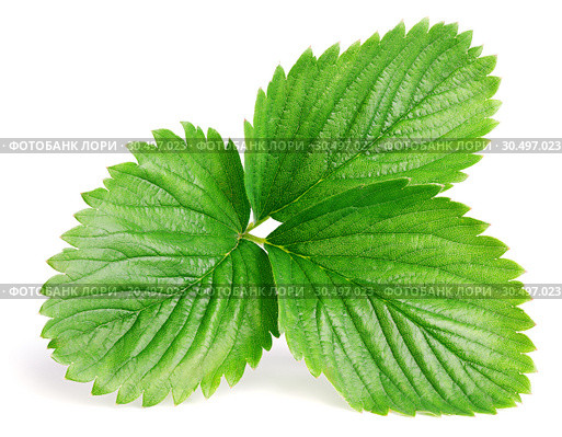 Green strawberry leaf isolated on white. Стоковое фото, фотограф Роман Самохин / Фотобанк Лори