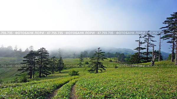 Green summer landscape. Shikotan Island in the Far East. The Kuril Islands. Blooming meadows. Стоковое фото, фотограф Николай Евсюков / Фотобанк Лори