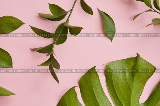 Green twig decorating pink background with half of tropical jungle Monstera leaf. Composition of greenery for decorating any texture.. Green twigs isolated. Стоковое фото, агентство Ingram Publishing / Фотобанк Лори