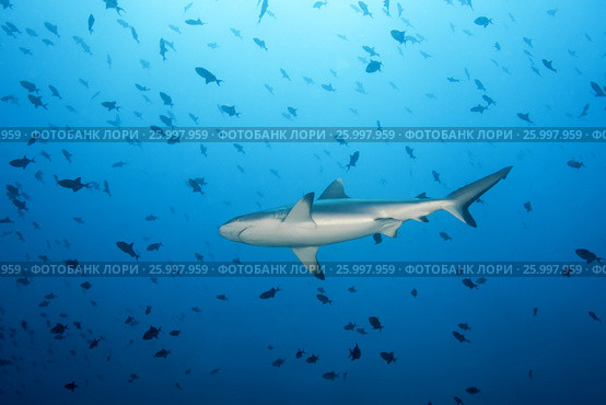 Grey reef shark (Carcharhinus amblyrhynchos) school of fish red-toothed triggerfish (Odonus niger) in blue water, Indian Ocean, Maldive. Стоковое фото, фотограф Некрасов Андрей / Фотобанк Лори