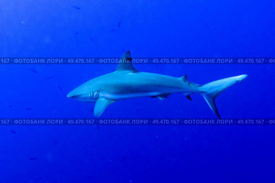 Grey Reef Shark (Carcharhinus amblyrhynchos) underwater, Tarpon Cayes, Belize Barrier Reef, Lighthouse Reef, Belize. Стоковое фото, агентство Ingram Publishing / Фотобанк Лори