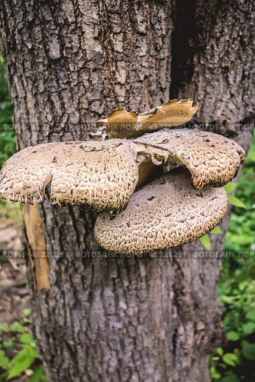 Гриб трутовик чешуйчатый (Polyporus squamosus, Полипорус чешуйчатый) на стволе дерева./ A scaly tinder mushroom Polyporus Squamosus fungus on a tree trunk. Стоковое фото, фотограф Iva Noel / Фотобанк Лори