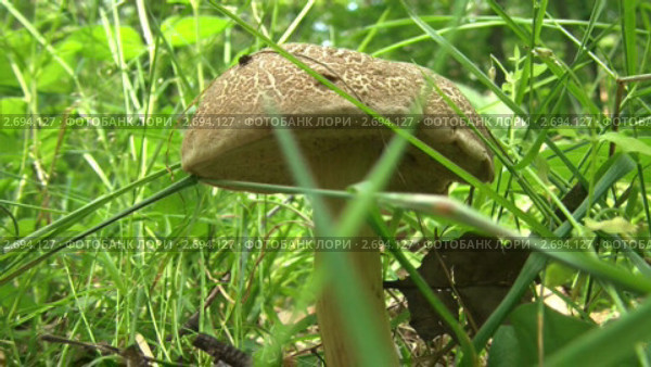Гриб в траве. Стоковое видео, видеограф Александр Рыбаков / Фотобанк Лори