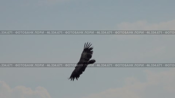 Griffon vulture predator bird flying in Serbia. Стоковое видео, видеограф Михаил Коханчиков / Фотобанк Лори
