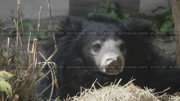 Grizzly bear or black bear (Ursus thibetanus) Стоковое фото, фотограф Фотограф / Фотобанк Лори