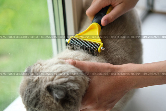 Grooming Cat Care With Quality Brush For Felines. A person is gently brushing a Scottish fold gray cat with a brush, ensuring a healthy coat. Essentials. Owner girl combing her cat at home. Pet health. Стоковое фото, фотограф Марина Демидюк / Фотобанк Лори