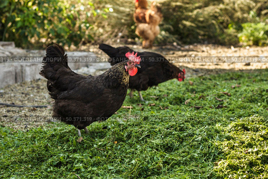 group chickens farm eating. Стоковое фото, агентство Ingram Publishing / Фотобанк Лори