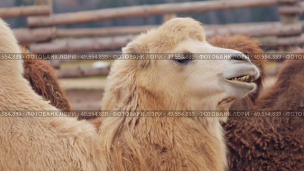 Group of bactrian camels gathered in wooden enclosure. Стоковое видео, видеограф Дмитрий Наумов / Фотобанк Лори