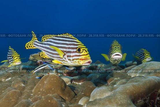 Group of Oriental Sweetlips (Plectorhinchus vittatus) on cleaning station. Стоковое фото, фотограф Некрасов Андрей / Фотобанк Лори
