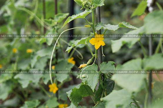 Growing cucumbers. Plant stems, green leaves, and flowers. Gardening and harvesting for a healthy diet. Стоковое фото, фотограф Photojuli / Фотобанк Лори