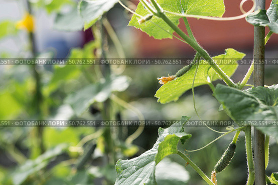 Growing cucumbers. Plant stems, green leaves, and flowers. Gardening and harvesting for a healthy diet. Стоковое фото, фотограф Photojuli / Фотобанк Лори