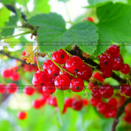 Грозди спелой красной смородины на кусту. Стоковое фото, фотограф Photolart / Фотобанк Лори