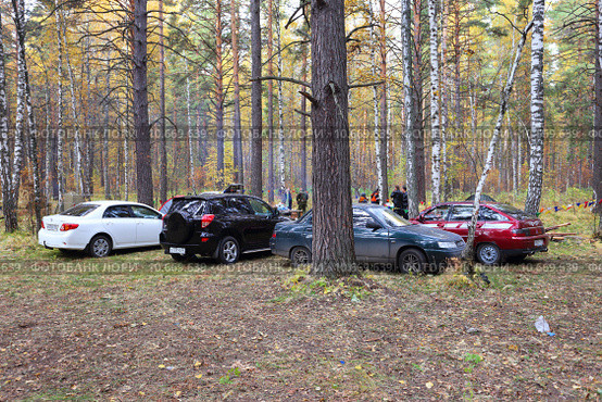 Группа автомобилей в бору (2014 год). Редакционное фото, фотограф Анатолий Матвейчук / Фотобанк Лори