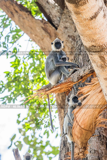 Группа гульманов (Semnopithecus priam), или лангуров, сидит на ветвях большого дерева на фоне ствола (2016 год). Стоковое фото, фотограф Анна Ефимова / Фотобанк Лори