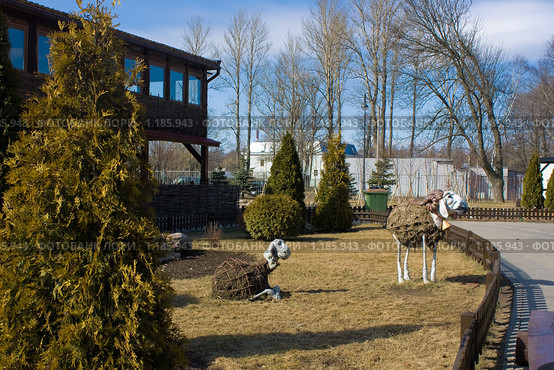 Грустные цветочные овцы (2009 год). Редакционное фото, фотограф Полина Столбушинская / Фотобанк Лори