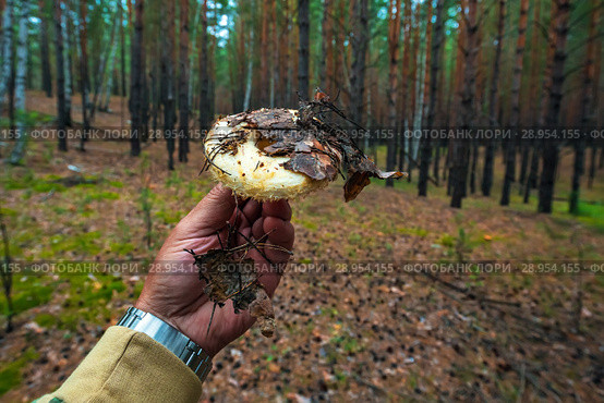 Груздь настоящий (лат. Lactarius resimus) в руках грибника на фоне соснового леса. Караканский сосновый бор, Искитимский район, Новосибирская область, Западная Сибирь, Россия. Стоковое фото, фотограф Евгений Мухортов / Фотобанк Лори