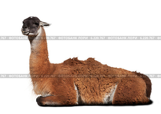 Guanaco. Стоковое фото, фотограф Яков Филимонов / Фотобанк Лори