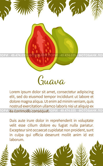 Guava or pineapple guavas exotic juicy fruit vector poster text sample and leaves. Tropical edible food, dieting veggies full of vitamins with eatable flesh. Guava Pineapple Guavas Exotic Juicy Fruit Vector. Стоковая иллюстрация, агентство Ingram Publishing / Фотобанк Лори