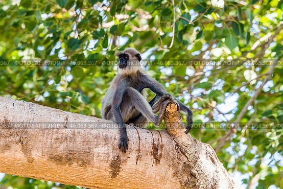 Гульман (Semnopithecus priam), или лангур, сидит на ветвях большого дерева на фоне зелёной листвы (2016 год). Стоковое фото, фотограф Анна Ефимова / Фотобанк Лори