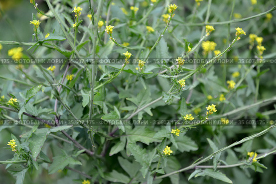 Гулявник лекарственный  (Sisymbrium officinale L. Scop.). Цветущее растение. Стоковое фото, фотограф Ирина Борсученко / Фотобанк Лори