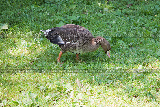 Гусь белолобый (Anser albifrons, White-fronted Goose) щиплет траву. Стоковое фото, фотограф Сергей Дубров / Фотобанк Лори