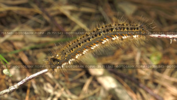 Гусеница бабочки Коконопряд травяной. Caterpillar of Euthrix potatoria's butterfly. Стоковое видео, видеограф Евгений Романов / Фотобанк Лори