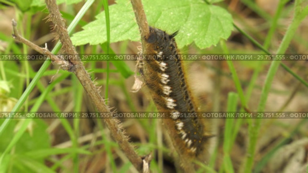 Гусеница бабочки Коконопряд травяной. Caterpillar of Euthrix potatoria's butterfly. Стоковое видео, видеограф Евгений Романов / Фотобанк Лори