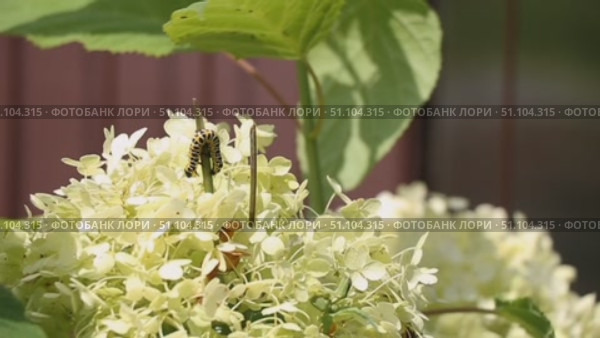 Гусеница капюшонницы салатной (Cucullia lactucae) на цветке гортензии. Ветрено. Caterpillar (Cucullia lactucae) on a hydrangea flower. It's windy. Стоковое видео, видеограф Краснова Ирина / Фотобанк Лори
