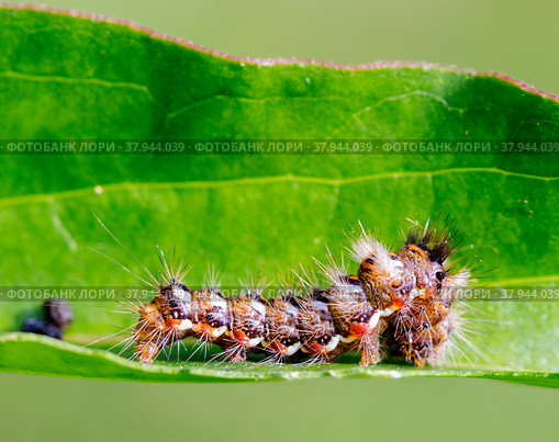 Гусеница стрельчатка щавелевая (лат. Acronicta rumicis) ( Стоковое фото, фотограф Галина Савина / Фотобанк Лори