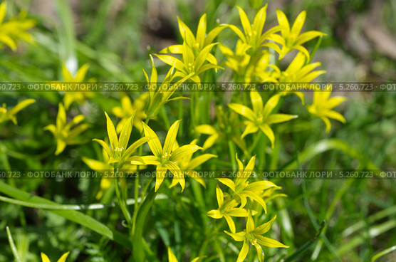 Гусиный лук желтый или Гагея желтая (Gagea lutea) Стоковое фото, фотограф Елена Коромыслова / Фотобанк Лори