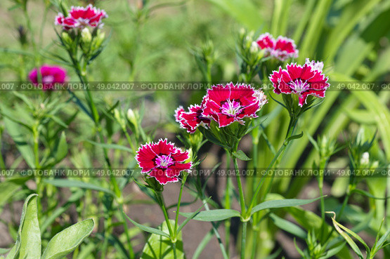 Гвоздика китайская (лат. Dianthus chinensis) цветет в летнем саду. Стоковое фото, фотограф Елена Коромыслова / Фотобанк Лори