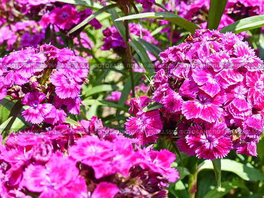 Гвоздика турецкая, или бородатая (лат. Dianthus barbatus) — растение из рода Гвоздика. Турецкая гвоздика — популярное садовое растение. Выведено множество сортов и гибридов с белыми, розовыми, красными или фиолетовыми цветками. Стоковое фото, фотограф Сергей Елизарьев / Фотобанк Лори