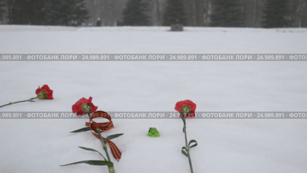 Гвоздики с Георгиевской ленточкой на одном из братских захоронений (2017 год). Редакционное видео, видеограф Румянцева Наталия / Фотобанк Лори