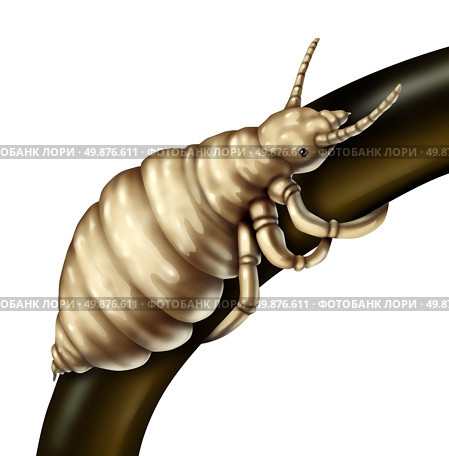 Hair lice louse parasite on a single folicle as a close up of the wingless insect living on the hair of human heads as a medical concept  of a future danger of infestation of parasitic nits or eggs that will hatch. Стоковое фото, агентство Ingram Publishing / Фотобанк Лори