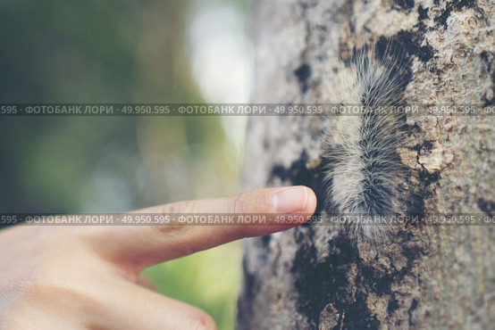 hairy caterpillar on her finger. Caterpillar crawling on human hand. Caterpillar crawling on human hand. Стоковое фото, агентство Ingram Publishing / Фотобанк Лори