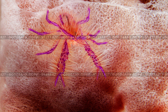 Hairy squat lobster lives in giant barrel sponge, Lembeh Strait, Indonesia. VW Pics/Stocktrek Images/TASS. Стоковое фото, агентство ТАСС / Фотобанк Лори